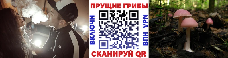 цены   Лиски  Псилоцибиновые грибы Magic Shrooms 